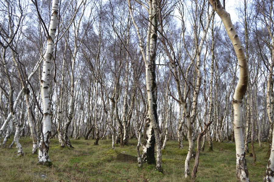 Beech trees
